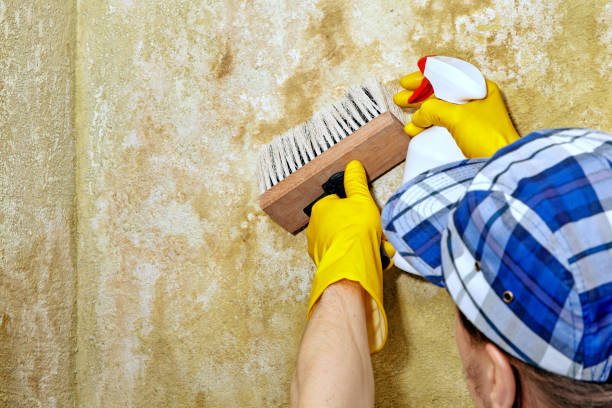 Best Mold Remediation for Healthcare Facilities  in Rankin, TX